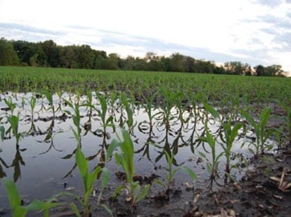 As vantagens da drenagem do solo na Agricultura