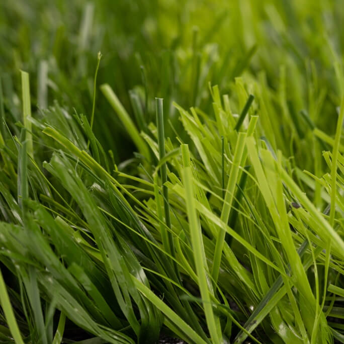 NTCGrass FUTLEVEL F9S 42