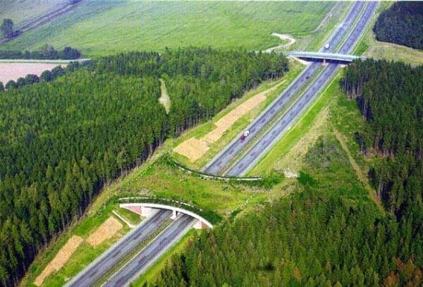 Sustentabilidade: o que são pontes verdes e qual sua importância